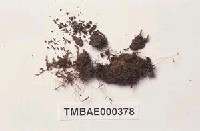藏品(絲瓜苔)的圖片